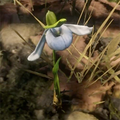 A Sparrow's Egg Orchid